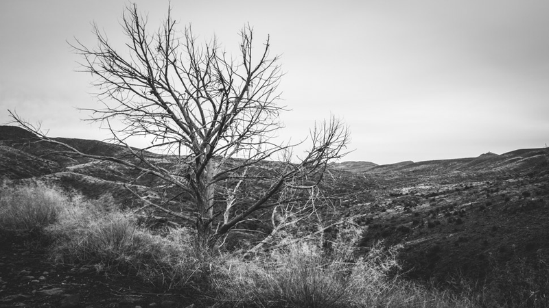 Illustration for article titled 27 Photos Of Barenaked Trees